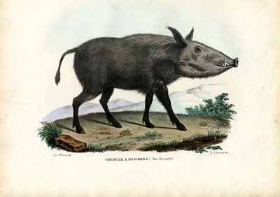 Buschschwein, 1863-79 von Raimundo Petraroja
